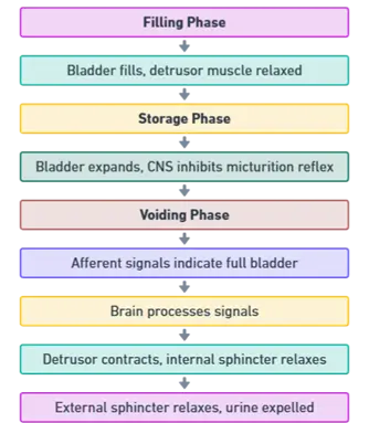 Phases of the Micturition Reflex