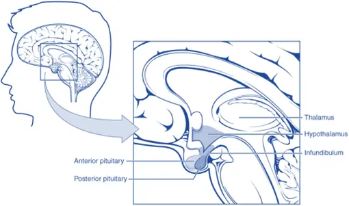 Pituitary gland