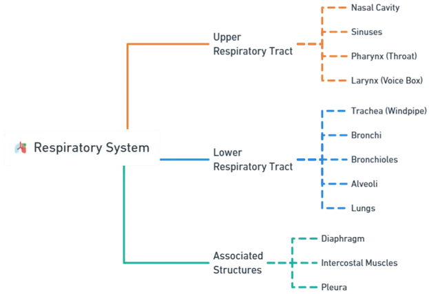 Respiratory System