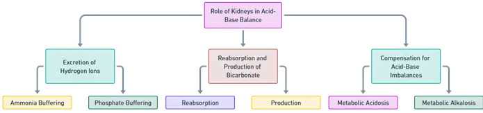 Role of kidneys in acid base balance