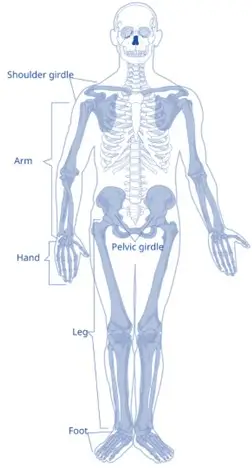 Skeleton System Skeleton System