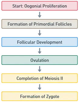 Stages of Oogenesis