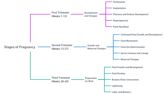 Stages of pregnancy Stages of pregnancy