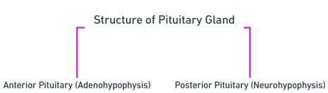 Structure of Pituitary gland