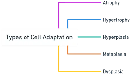 Types of Cell Adaptation Types of Cell Adaptation