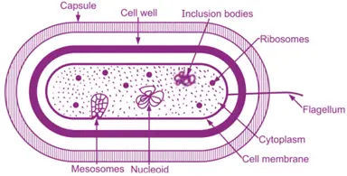 Ultra-structure of Bacteria