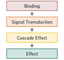 Water-soluble Hormones