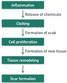 principles of wound healing principles of wound healing