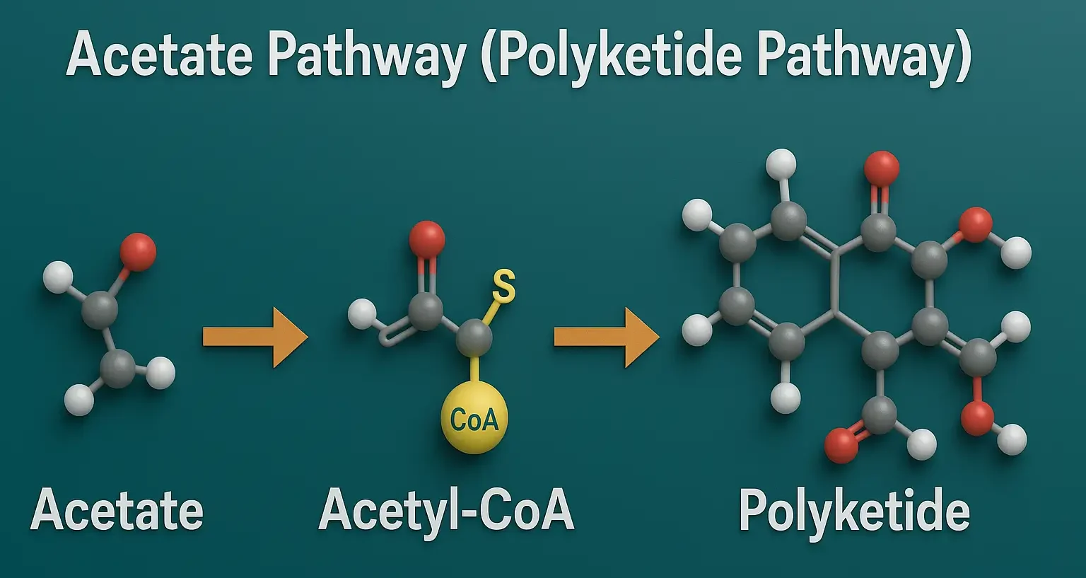 Acetate Pathway (Polyketide Pathway)