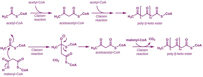 Acetate Pathway (Polyketide Pathway)