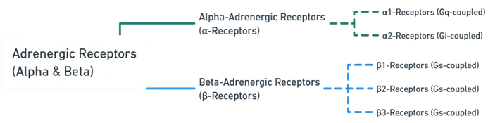 Adrenergic receptors (Alpha & Beta)