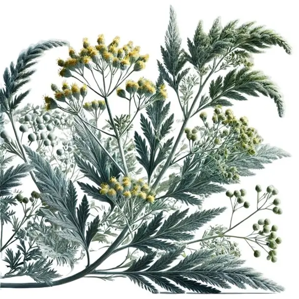 Artemisia (Terpenoids)