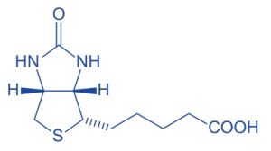 Biotin of Coenzymes