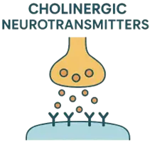 Cholinergic Neurotransmitters  Cholinergic Neurotransmitters