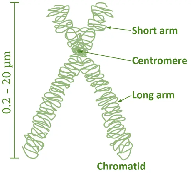 Chromosomal Structure and Packaging