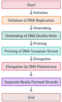 DNA Circular Chromosomes