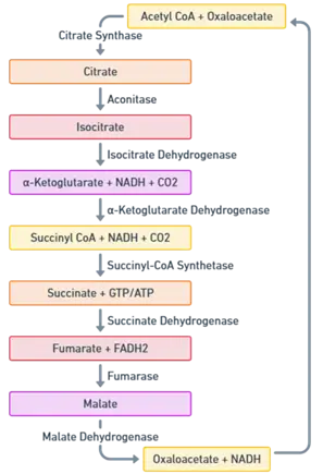Citric Acid Cycle or Krebs cycle Pathway