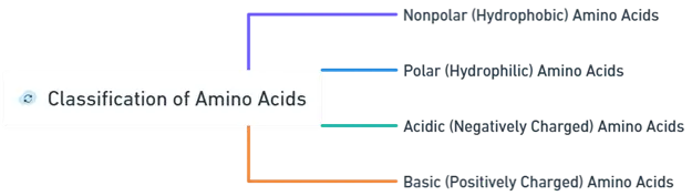 Classification of Amino Acids