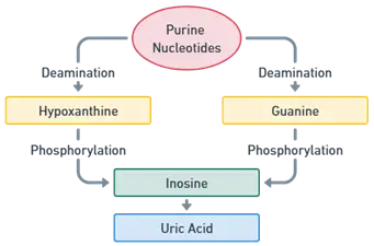 Conversion Catabolism of Purine Nucleotides to Uric Acid