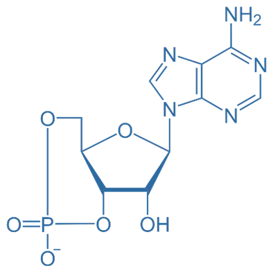 Cyclic adenosine monophosphate Cyclic adenosine monophosphate