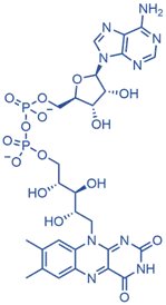 Flavin Adenine Dinucleotide (FAD)
