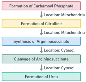 Formation of Urea Formation of Urea