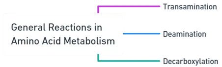 General Reactions in Amino Acid Metabolism