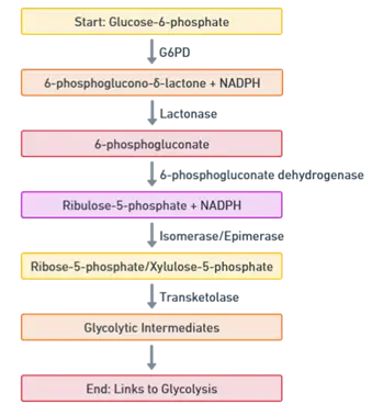 HMP Shunt Pathway