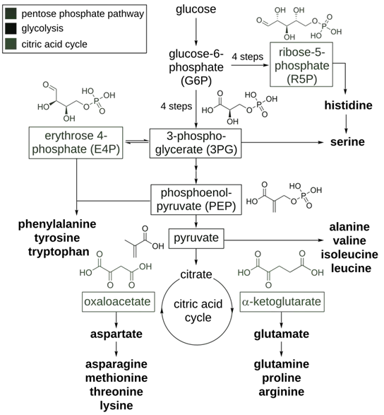 Amino Acid Pathways