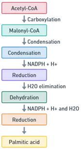 Key Steps in the De Novo Synthesis of Palmitic Acid Key Steps in the De Novo Synthesis of Palmitic Acid