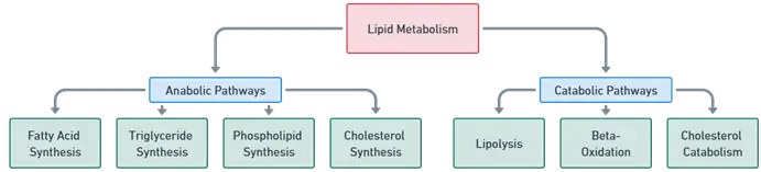 Lipid metabolism Lipid metabolism