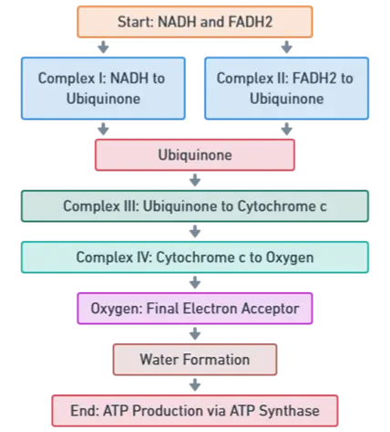 Mechanism of Oxidative Phosphorylation Mechanism of Oxidative Phosphorylation