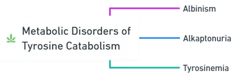 Metabolic Disorders of Tyrosine Catabolism