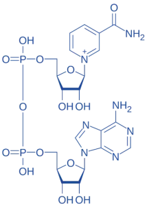 Nicotinamide Adenine Dinucleotide (NAD⁺)