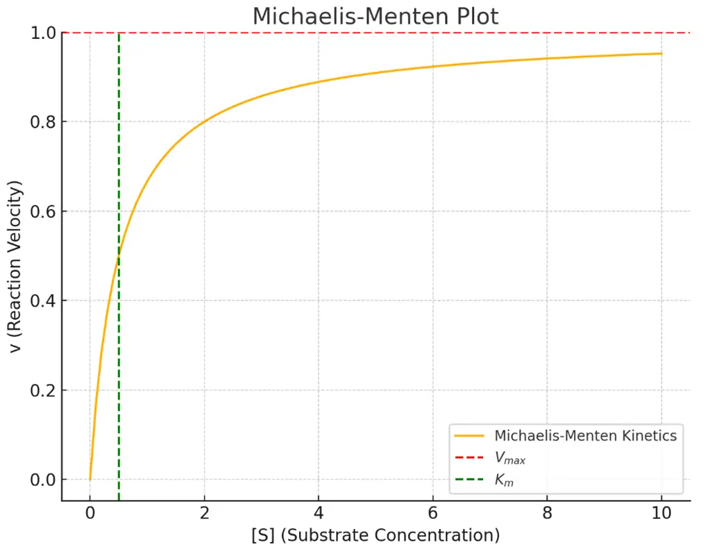 Plot of Enzyme Kinetics