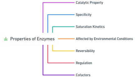 Properties of Enzymes Properties of Enzymes
