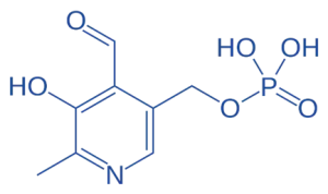Pyridoxal Phosphate (PLP) of Coenzymes