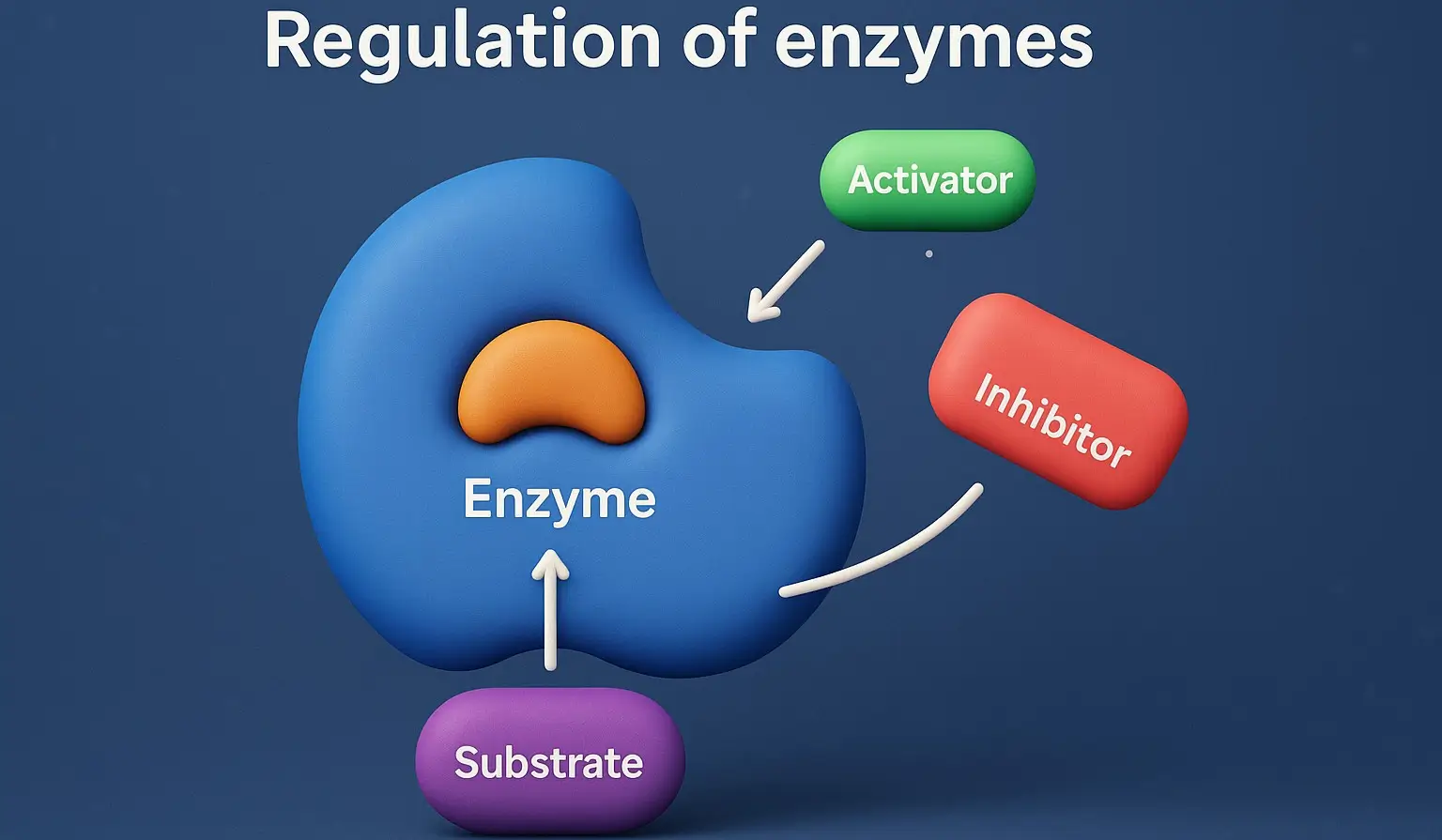 Regulation of enzymes