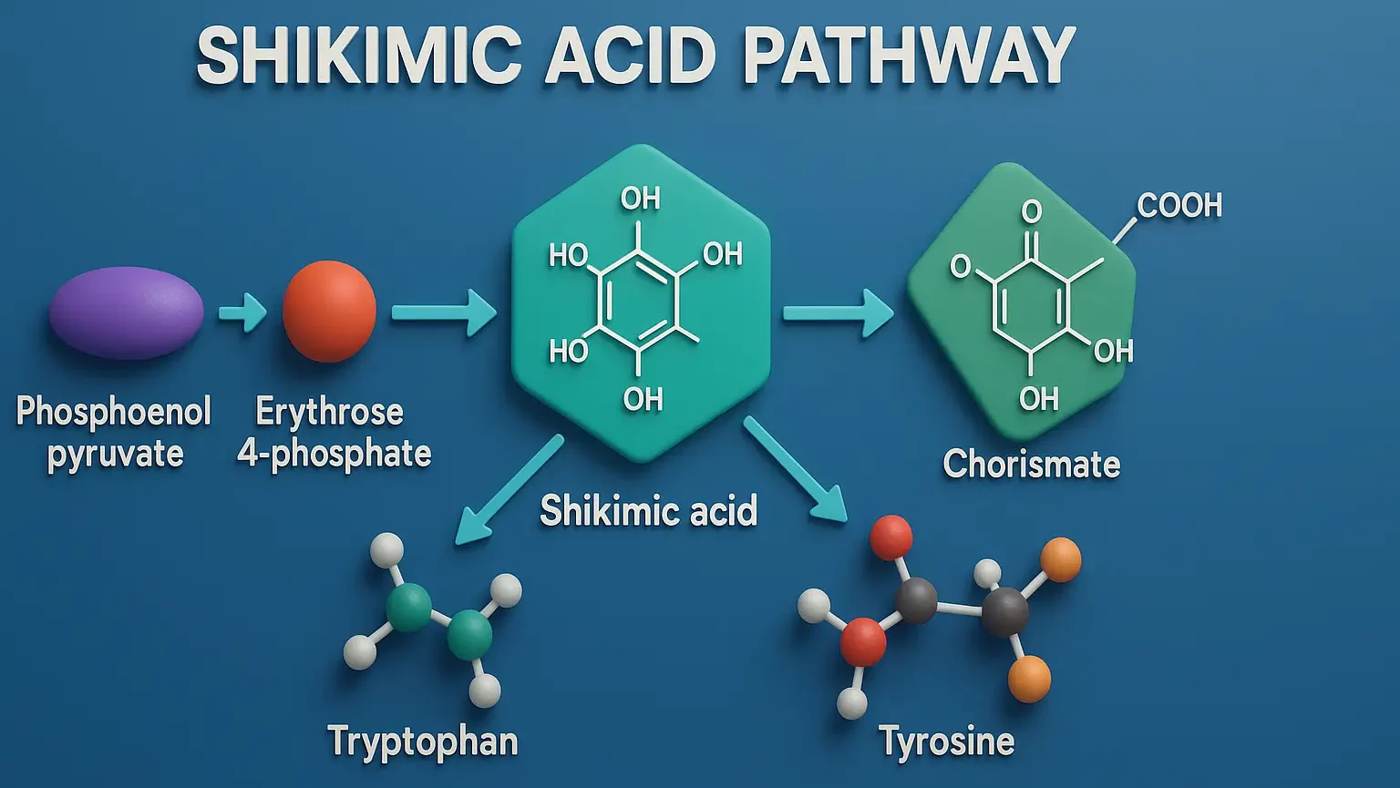 Shikimic Acid Pathway