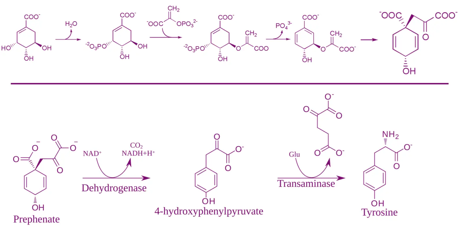 Shikimic Acid Pathway Basic Metabolic Pathways and Formation of Secondary Metabolites, Shikimic Acid Pathway