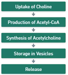 Acetylcholine of Step-by-Step Process Acetylcholine of Step-by-Step Process