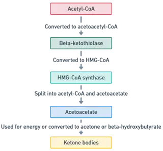 Steps in Ketogenesis