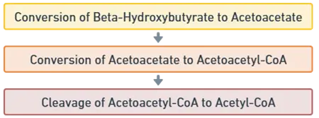 Steps in Ketolysis
