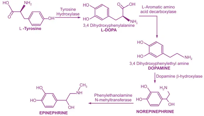 Steps of Biosynthesis Steps of Biosynthesis