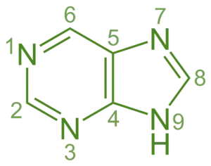 Structure of purine Structure of purine Biosynthesis of Purine Nucleotide