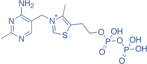 Thiamine Pyrophosphate (TPP)