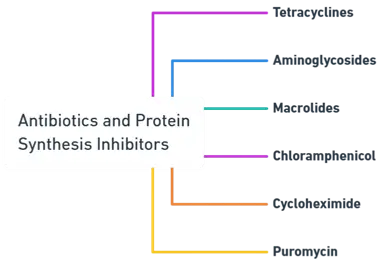 antibiotics and protein synthesis inhibitors  antibiotics and protein synthesis inhibitors