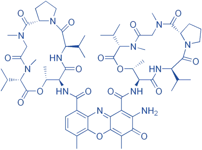 structure of Dactinomycin
