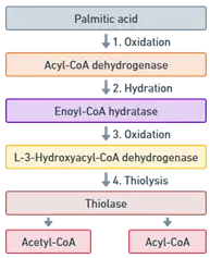 β-Oxidation of saturated fatty acid (Palmitic acid)