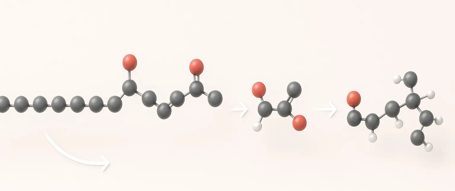 β-Oxidation of saturated fatty acid (Palmitic acid)